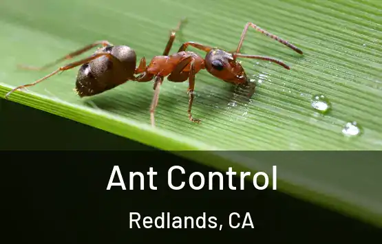  Ant Control Redlands, CA