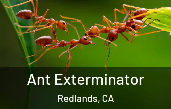  Ant Exterminator Redlands, CA