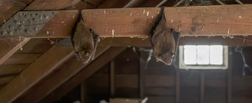 bat-exterminator in Redlands, CA