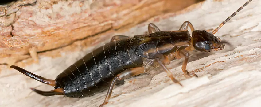 earwig-control in Redlands, CA