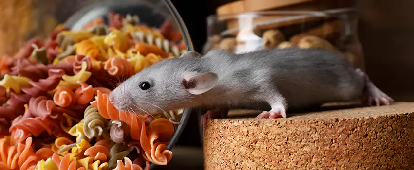 mouse-exterminator in Redlands, CA