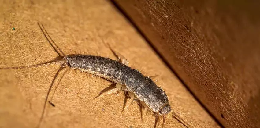 silverfish-control in Redlands, CA