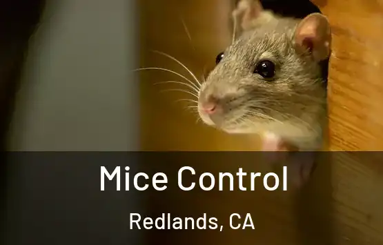  Mice Control Redlands, CA