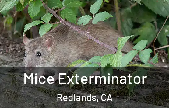  Mice Exterminator Redlands, CA