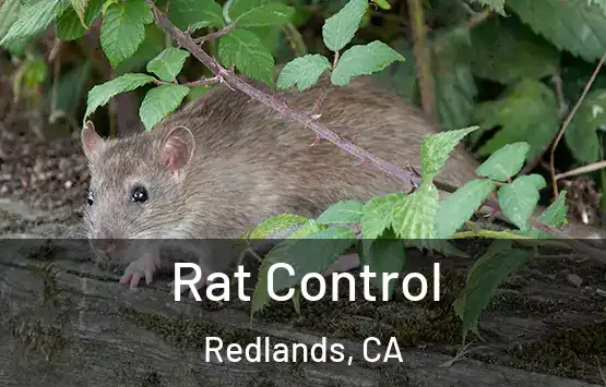  Rat Control Redlands, CA