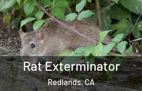  Rat Exterminator Redlands, CA