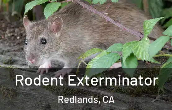  Rodent Exterminator Redlands, CA