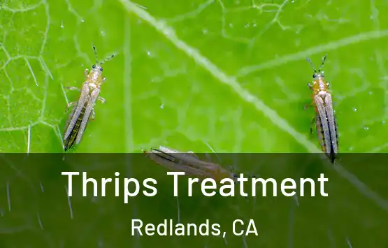  Thrips Treatment Redlands, CA
