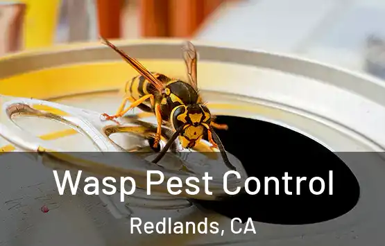  Wasp Pest Control Redlands, CA